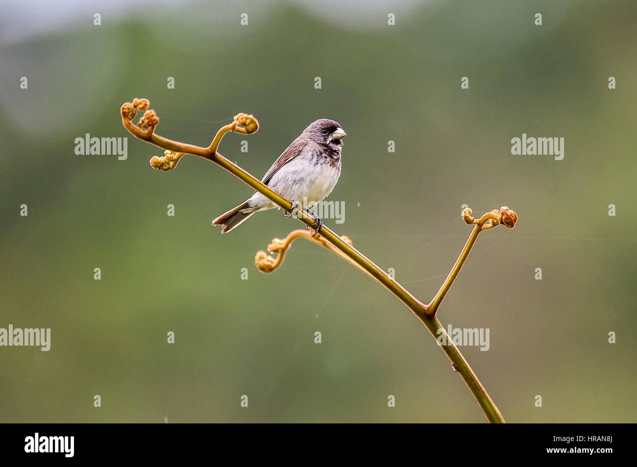 Double-collared Seedeater (Sporophila caerulescens), photographed in Domingos Martins, Espírito Santo - Southeast of Brazil. Atlantic Forest Biome. Stock Photo