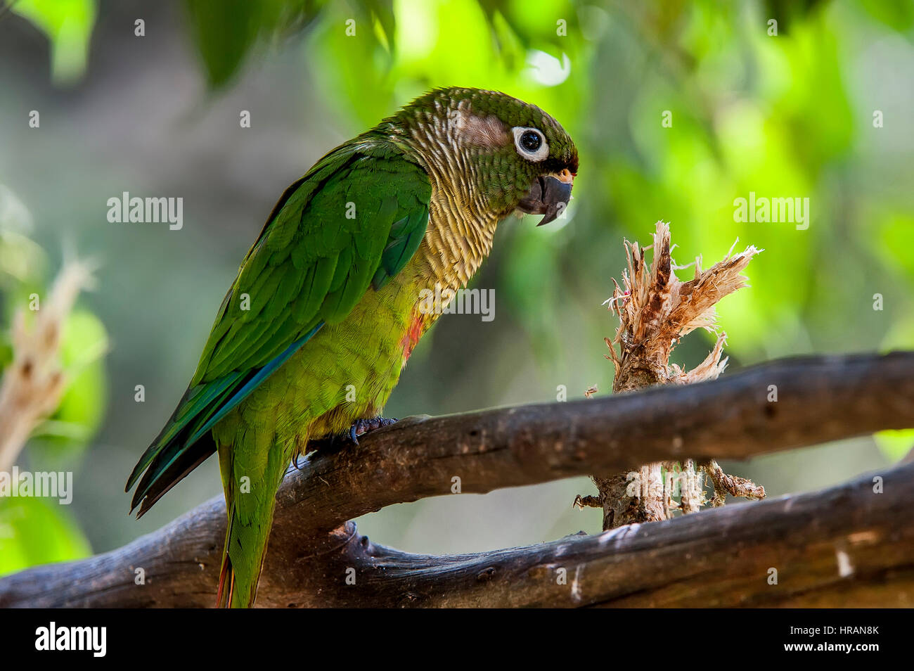 Maroon-bellied Parakeet (Pyrrhura frontalis), inhabits forest areas, usually in packs. Occurs from Bahia to Rio Grande do Sul, in addition to the Atla Stock Photo