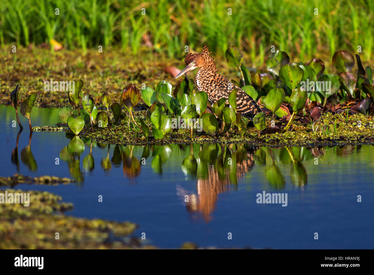 Rufescent Tiger-Heron (Tigrisoma lineatum), photographed in Sooretama ...