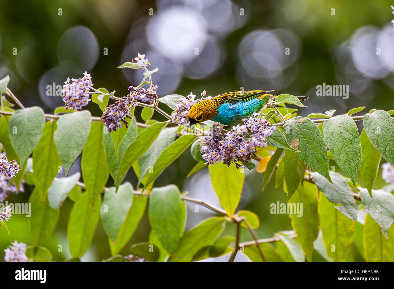 Gilt-edged Tanager (Tangara cyanoventris), photographed in Domingos Martins, Espírito Santo - Southeast of Brazil. Atlantic Forest Biome. Stock Photo