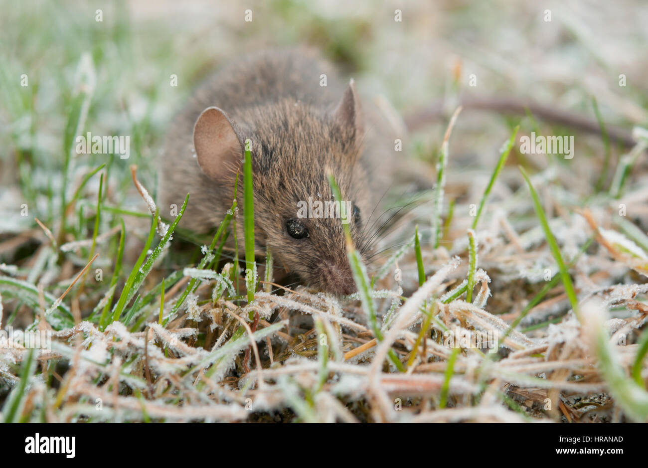 Mouse foraging hires stock photography and images Alamy