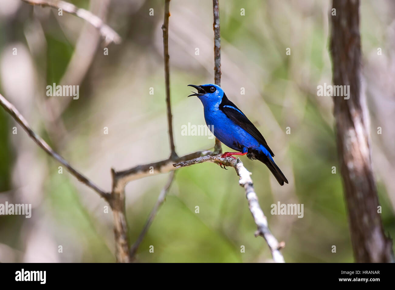 Blue Dacnis (Dacnis cayana), photographed in Domingos Martins, Espírito Santo - Southeast of Brazil. Atlantic Forest Biome. Stock Photo
