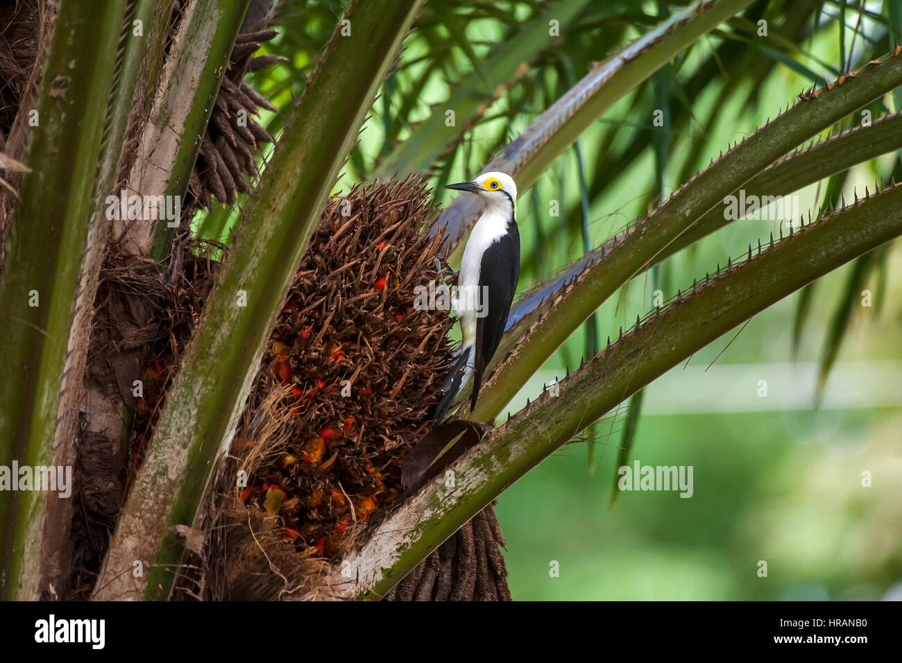 White Woodpecker (Melanerpes candidus), photographed in Linhares, Espírito Santo - Southeast of Brazil. Atlantic Forest Biome.' Stock Photo