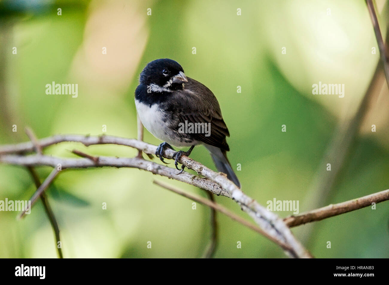 Double-collared Seedeater (Sporophila caerulescens) has as its habitat open fields and grasslands, occurring almost everywhere in Brazil.  photographe Stock Photo