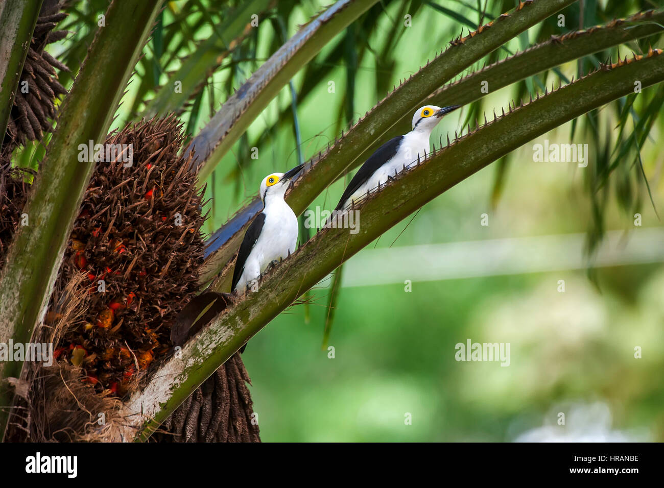 White Woodpecker (Melanerpes candidus), photographed in Linhares, Espírito Santo - Southeast of Brazil. Atlantic Forest Biome.' Stock Photo