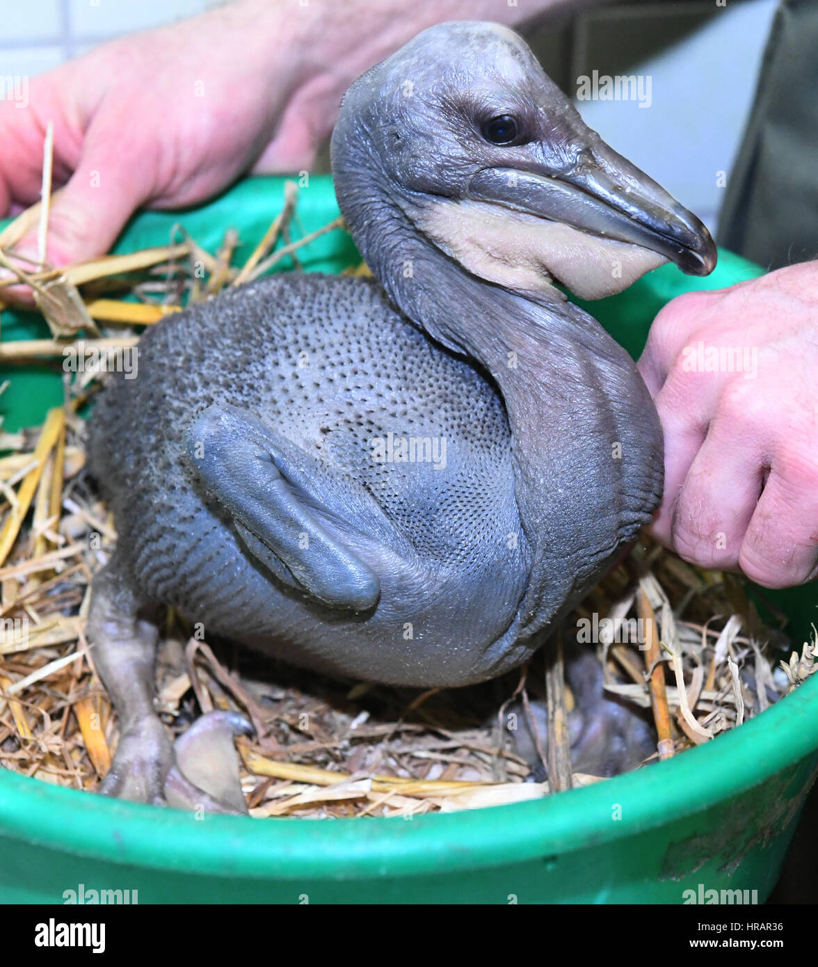 Baby Pelicans High Resolution Stock Photography And Images Alamy Baby Pelicans High Resolution Stock Photography And Images Alamy