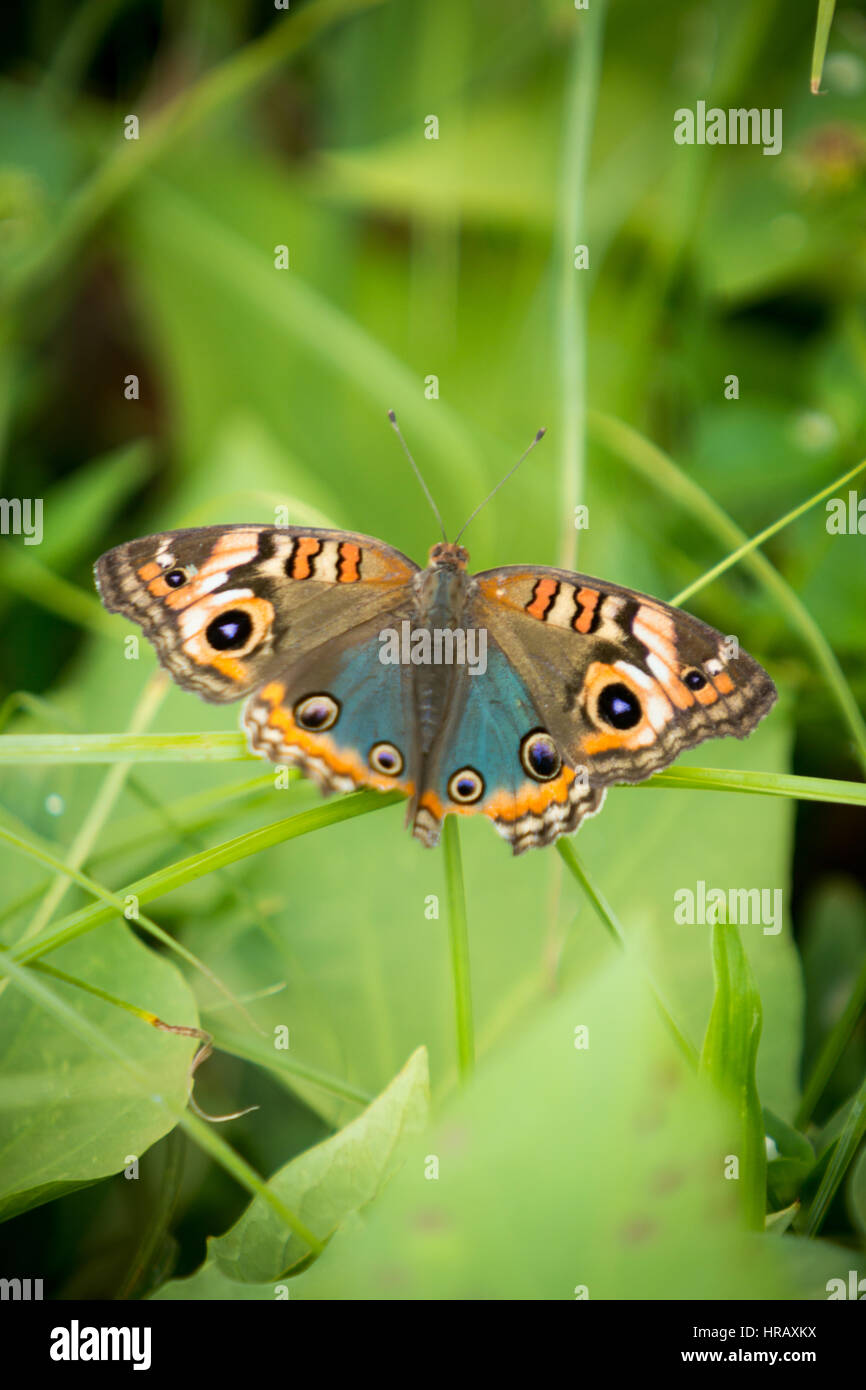 Py Butterfly Asuncion, Paraguay. 27th Feb, 2017. A mangrove buckeye (Junonia ...