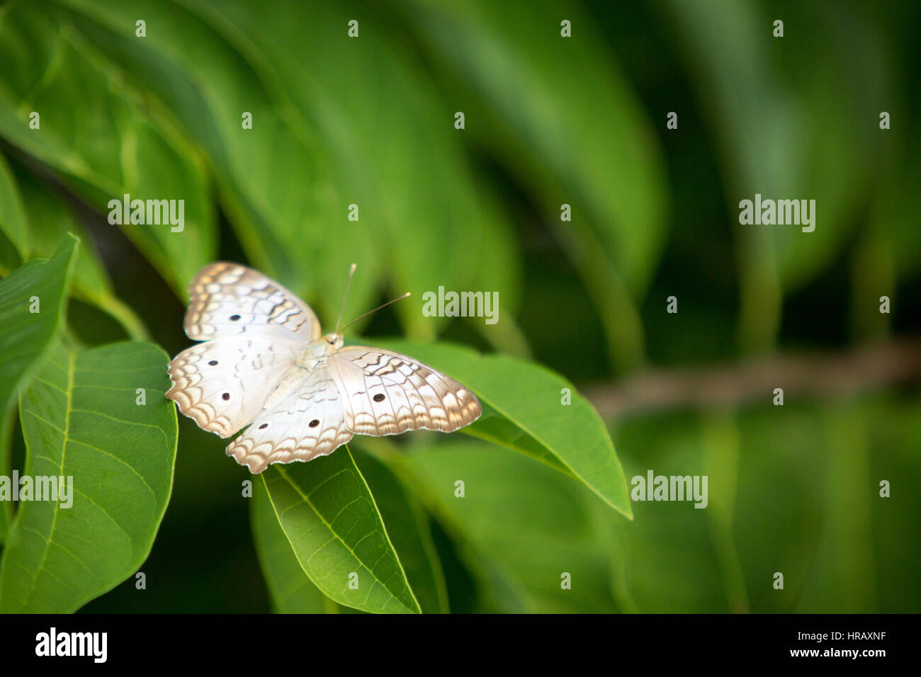 Asuncion, Paraguay. 27th Feb, 2017. A white peacock (Anartia jatrophae) butterfly sits on a green leaf, is seen during sunny afternoon in Asuncion, Paraguay. Credit: Andre M. Chang/Alamy Live News Stock Photo