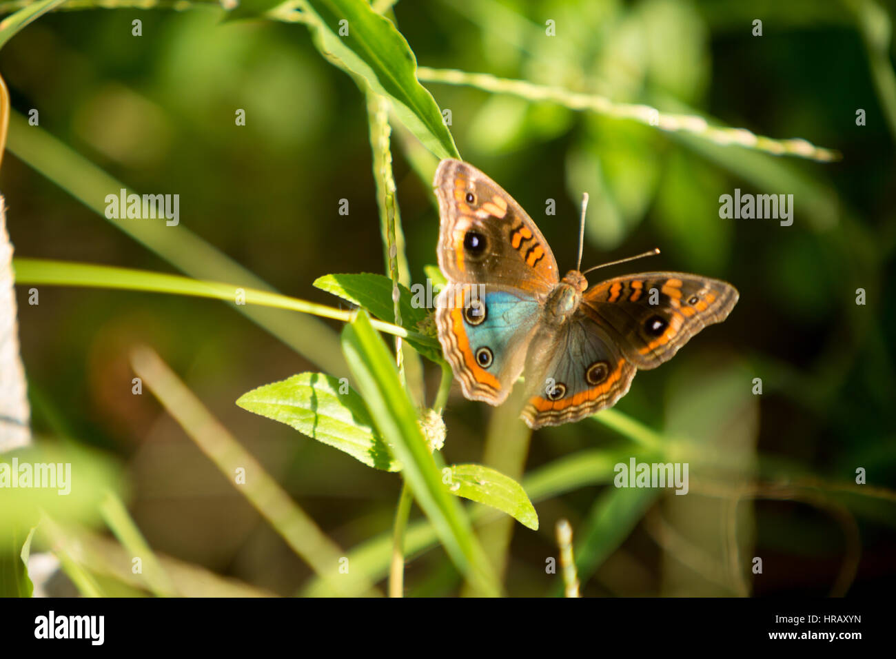 Py Butterfly Asuncion, Paraguay. 27th Feb, 2017. A mangrove buckeye (Junonia ...