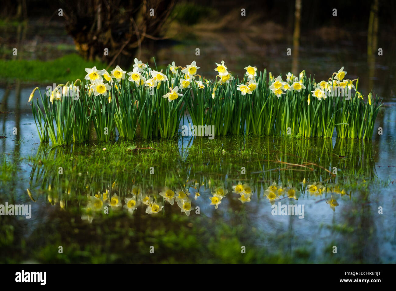 Aberystwyth, Wales, UK. 1st Mar, 2017. UK Weather: Bright yellow and white Daffodils, the national emblem of Wales bursting into bloom and reflected in a pool of water on a flooded field in Aberystwyth on March 1st, St David's Day (The national Saints day for Wales) More wintery, cold weather, with strong winds and the risk of snow in places, is forecast for the day photo Credit: Keith Morris/Alamy Live News Stock Photo