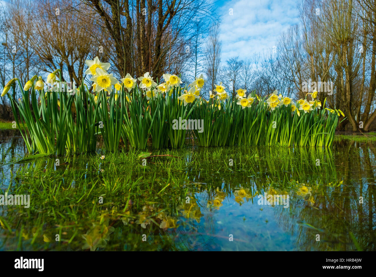 Aberystwyth, Wales, UK. 1st Mar, 2017. UK Weather: Bright yellow and white Daffodils, the national emblem of Wales bursting into bloom and reflected in a pool of water on a flooded field in Aberystwyth on March 1st, St David's Day (The national Saints day for Wales) More wintery, cold weather, with strong winds and the risk of snow in places, is forecast for the day photo Credit: Keith Morris/Alamy Live News Stock Photo