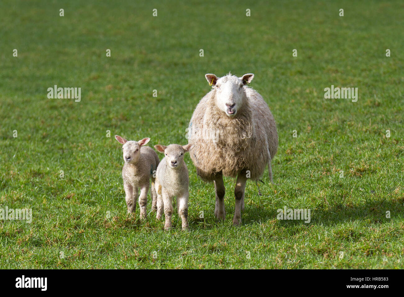 Burscough, Lancashire, UK. 1st Mar, 2017. UK Weather. New-born lambs in pasture on the 1st day of Spring. Dorset ewe with twin lambs at the Windmill Animal Farm. Dorset Sheep are the only sheep breed that can breed all year around - ideal for controlling lambing times to coincide with school holidays and half terms. Credit: MediaWorldImages/AlamyLiveNews Stock Photo