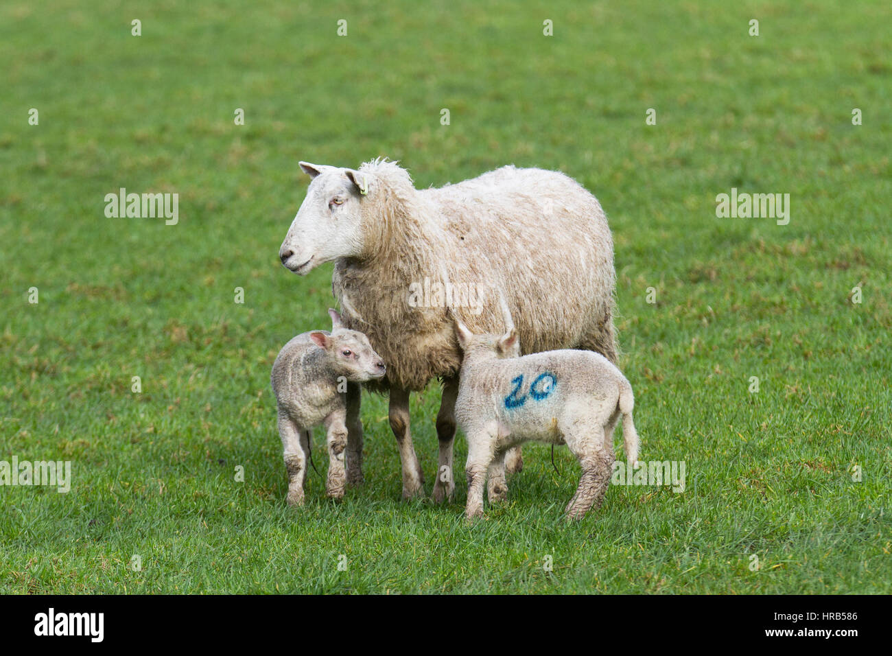Burscough, Lancashire, UK. 1st Mar, 2017. UK Weather. New-born lambs in pasture on the 1st day of Spring. Dorset ewe with twin lambs at the Windmill Animal Farm. Dorset Sheep are the only sheep breed that can breed all year around - ideal for controlling lambing times to coincide with school holidays and half terms. Credit: MediaWorldImages/AlamyLiveNews Stock Photo
