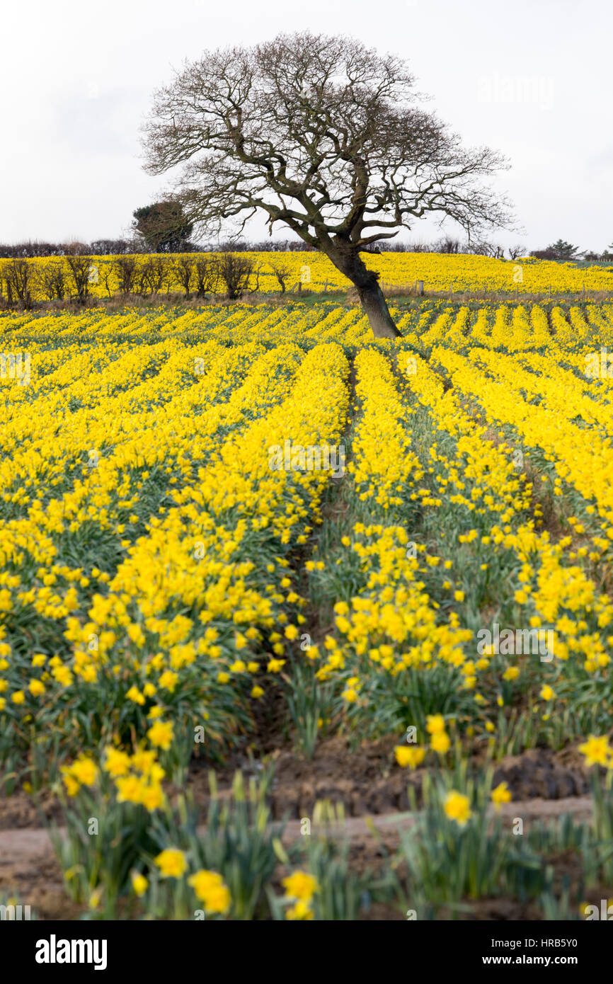Large daffodil fields hires stock photography and images Alamy