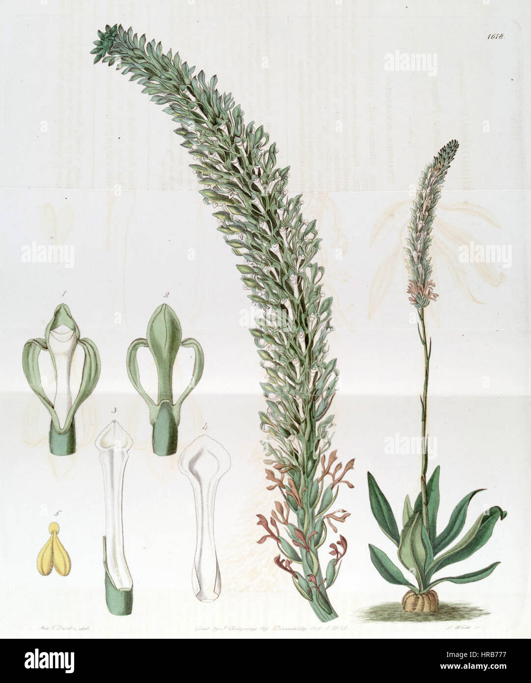 Sauroglossum nitidum (as Sauroglossum elatum) - Edwards vol 19 pl 1618 (1833) Stock Photo