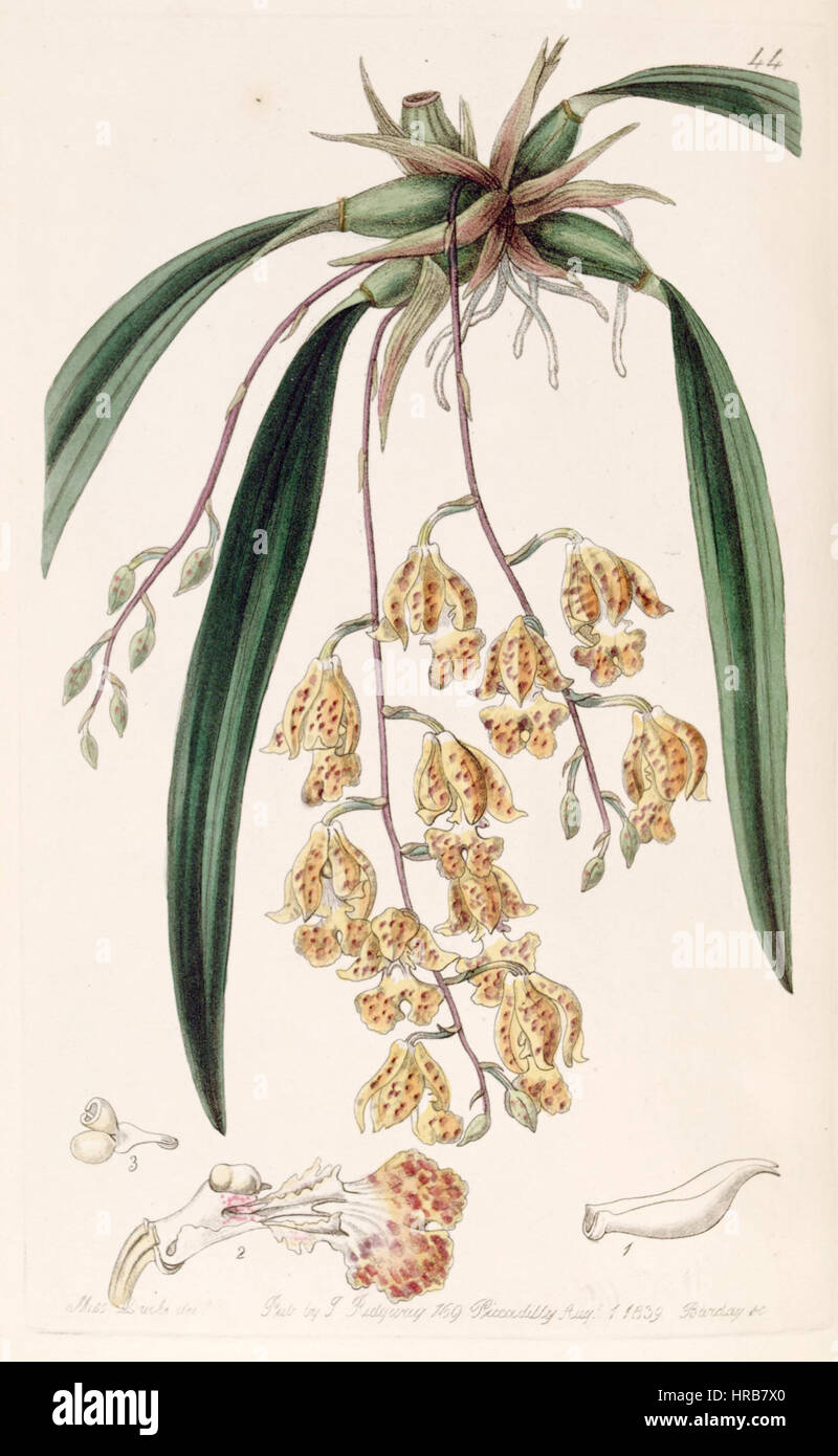 Rodriguezia sticta (as Burlingtonia maculata) - Edwards vol 25 (NS 2) pl 44 (1839) Stock Photo