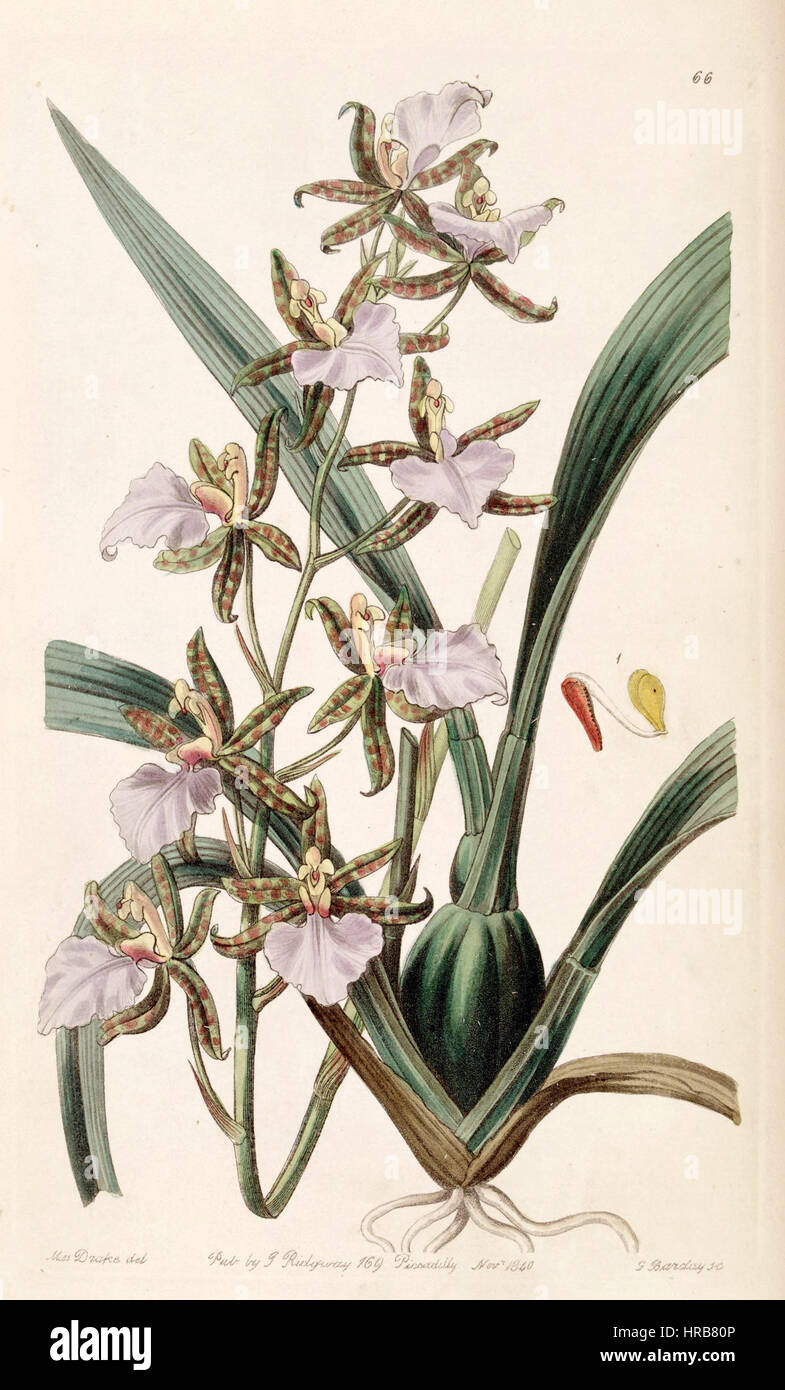 Rhynchostele bictoniensis or Odontoglossum bictoniense - Edwards vol 26 (NS 3) pl 66 (1840) Stock Photo