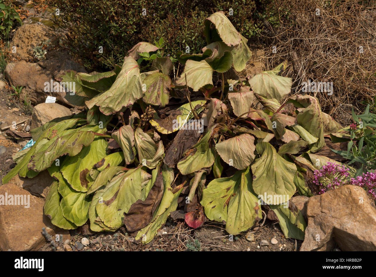Large established Bergenia cordifolia dying after flowering - the cause is not knowm, Berkshire Stock Photo