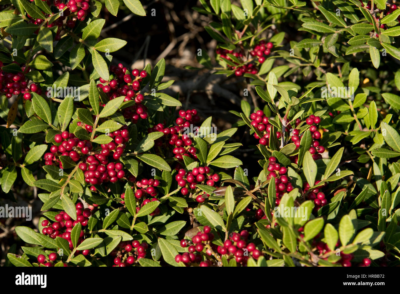 Mastic tree, Pistachio lentiscus, dioecious evergreen shrub with red berries, Sardinia, Italy, September Stock Photo