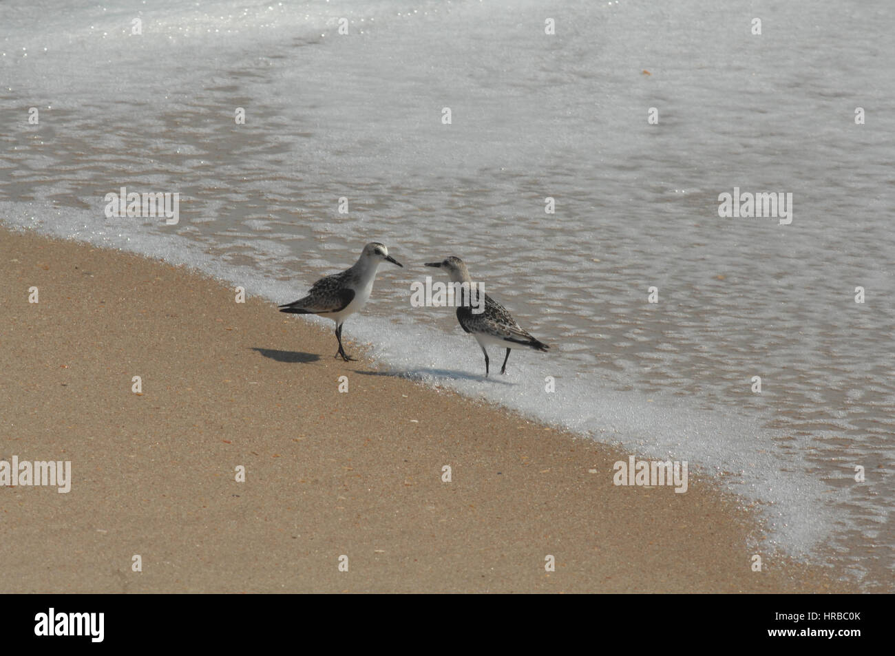 Piping plovers in water on Outer Banks beach in North Carolina Stock Photo