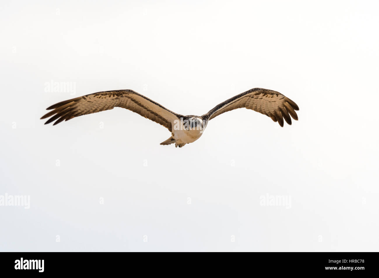 Osprey in breeding season Stock Photo - Alamy