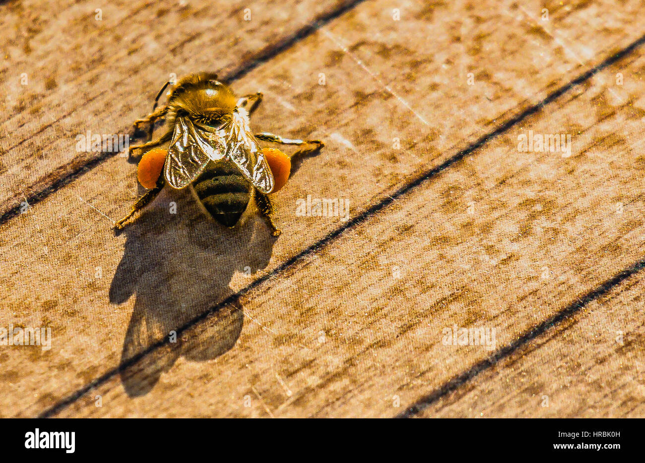 pollinated bee on the bench. polen toplamis ari Stock Photo