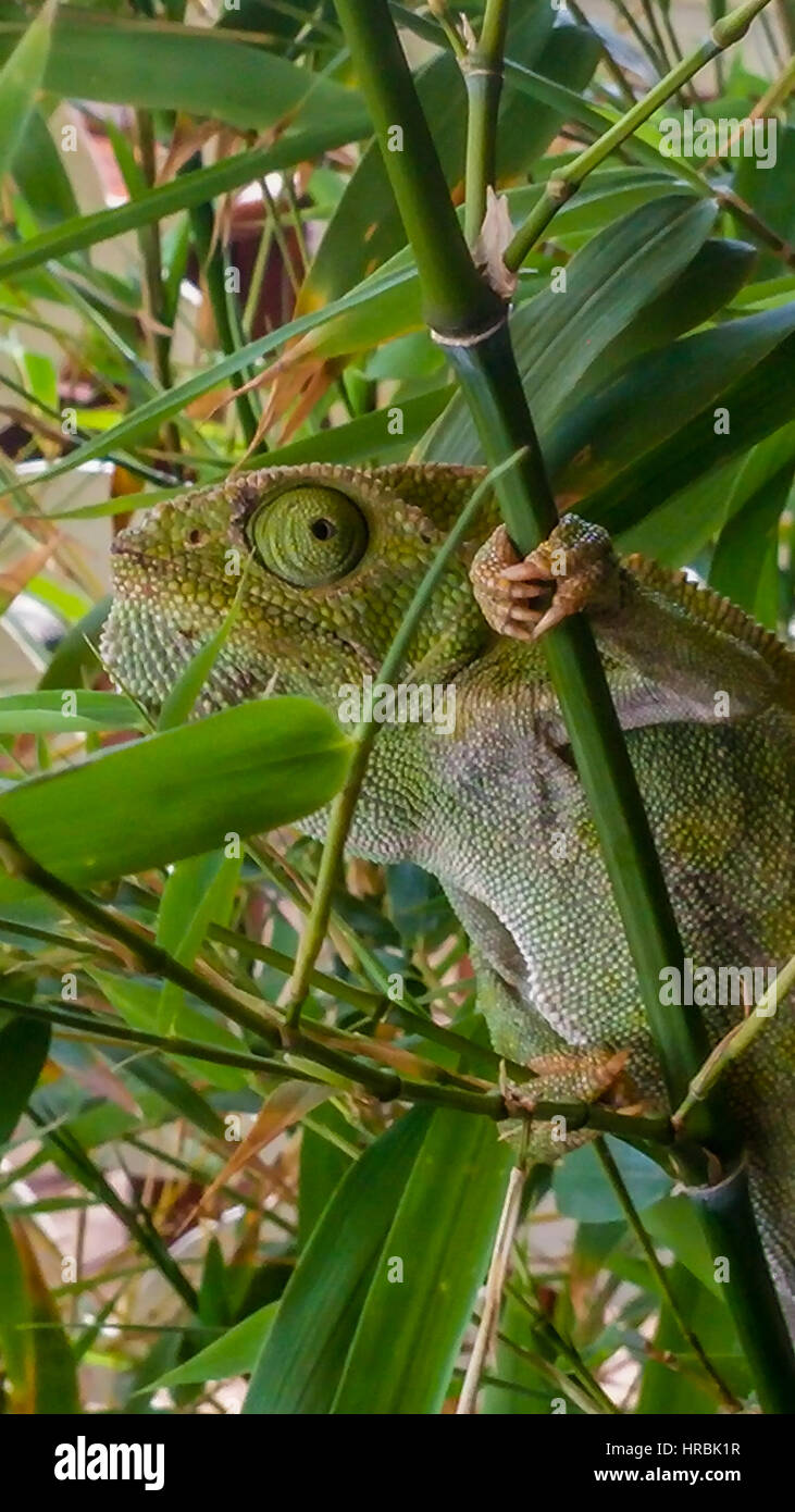 chameleon on a tree. bukelemun Stock Photo