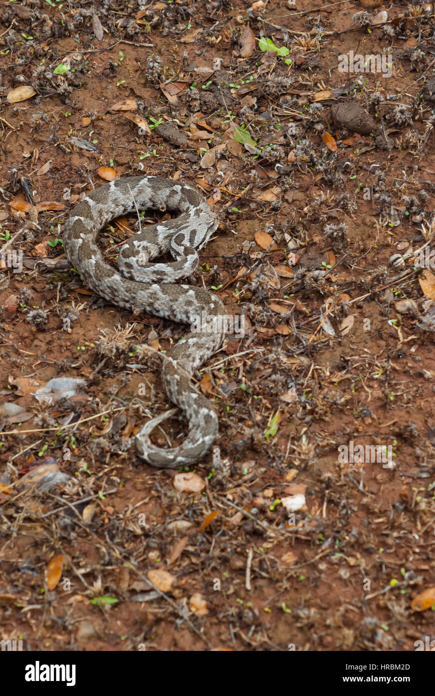 sliding snake ready to attack. saldiriya hazirlanan yilan Stock Photo