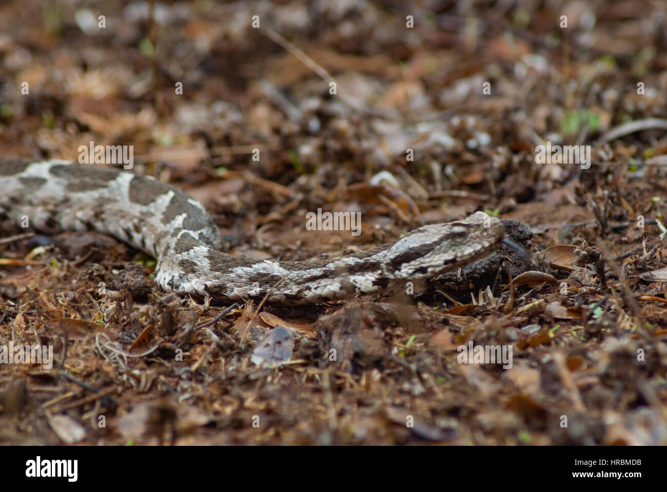 gray brown sliding snake scene in the forest. ormanda gri kahverengi yilan Stock Photo