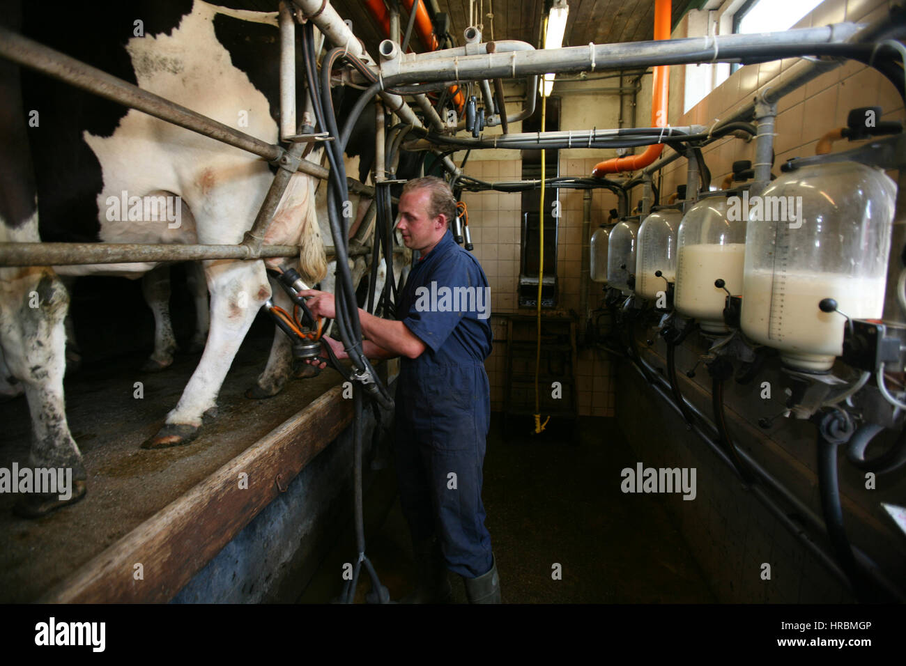 dairy farm in the netherlands Stock Photo Alamy
