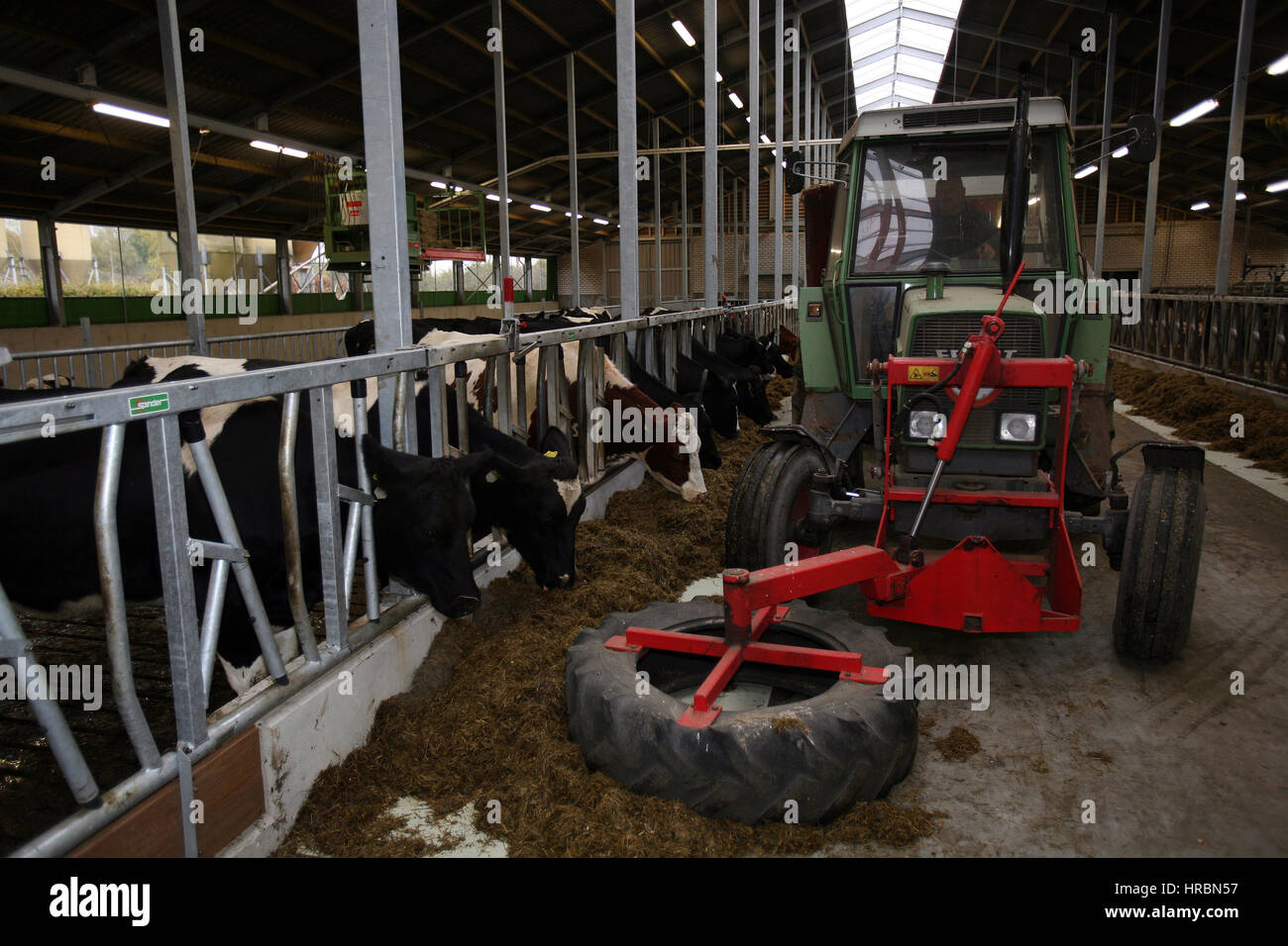 dairy farm in the netherlands. Stock Photo