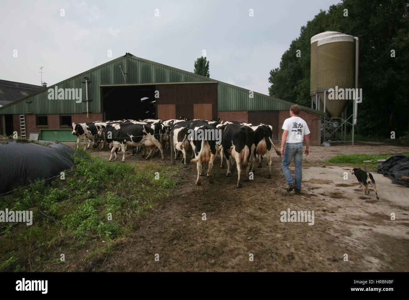 dairy farm in the netherlands. Stock Photo