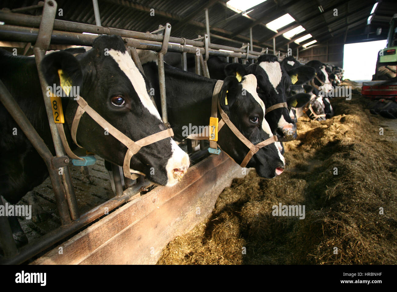 dairy farm in the netherlands. Stock Photo