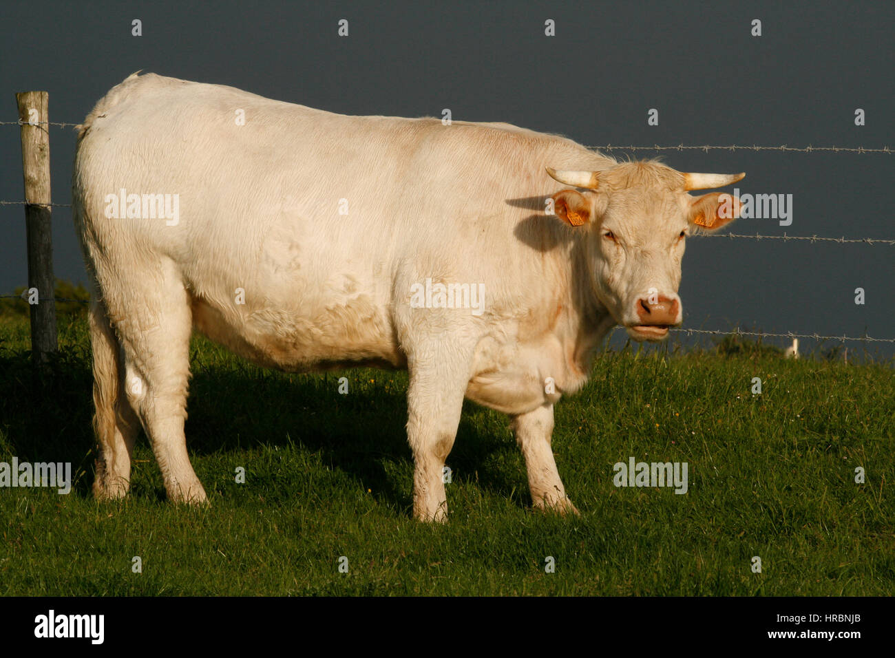 cattle for meat production Stock Photo
