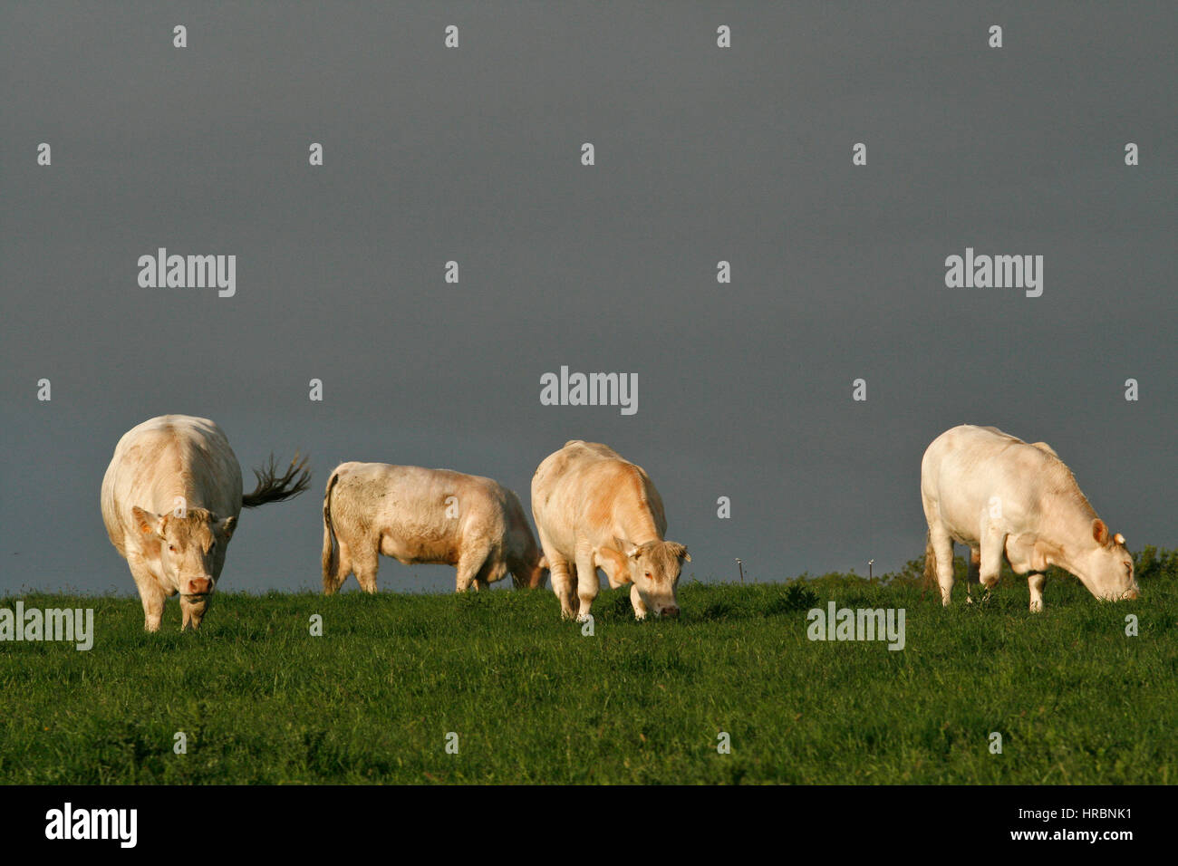cattle for meat production Stock Photo