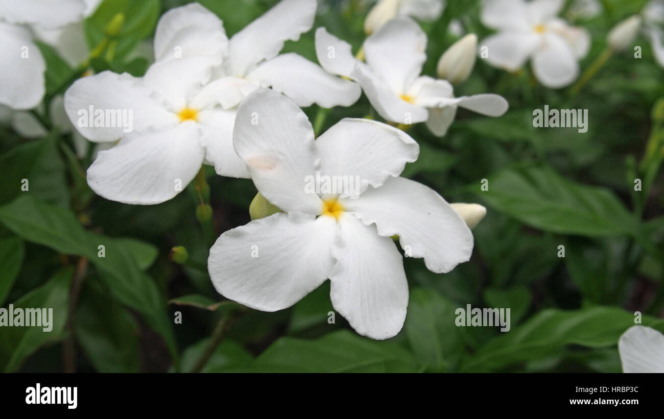 A beautiful flower growing in the dominican republik Stock Photo