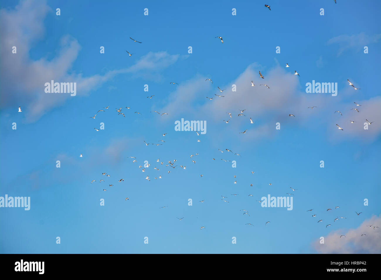 Seagulls in the blue sky Stock Photo