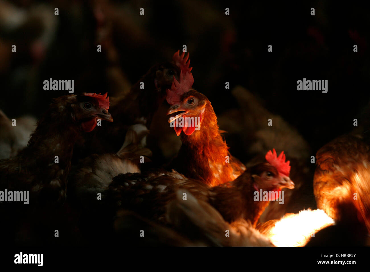 chicken are kept for egg production Stock Photo Alamy