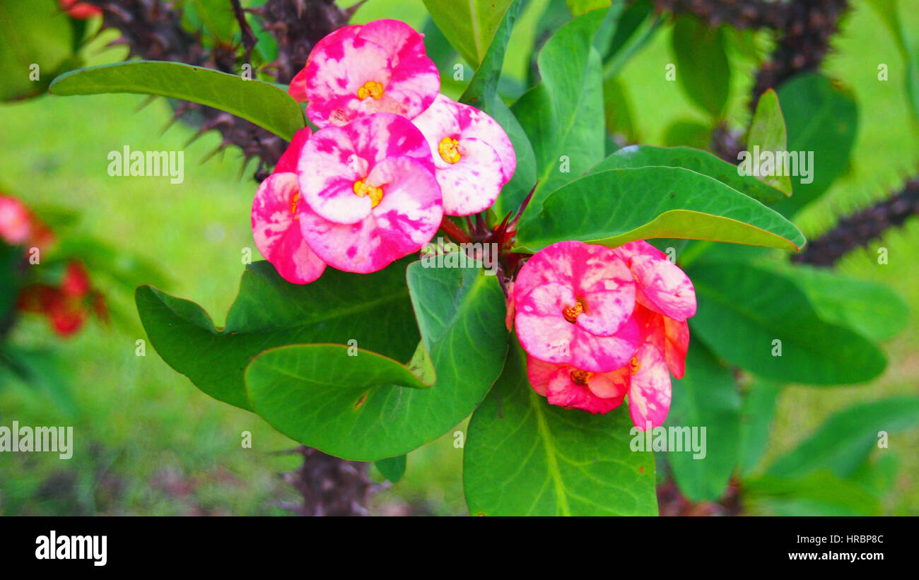 A beautiful flower growing in the dominican republik Stock Photo