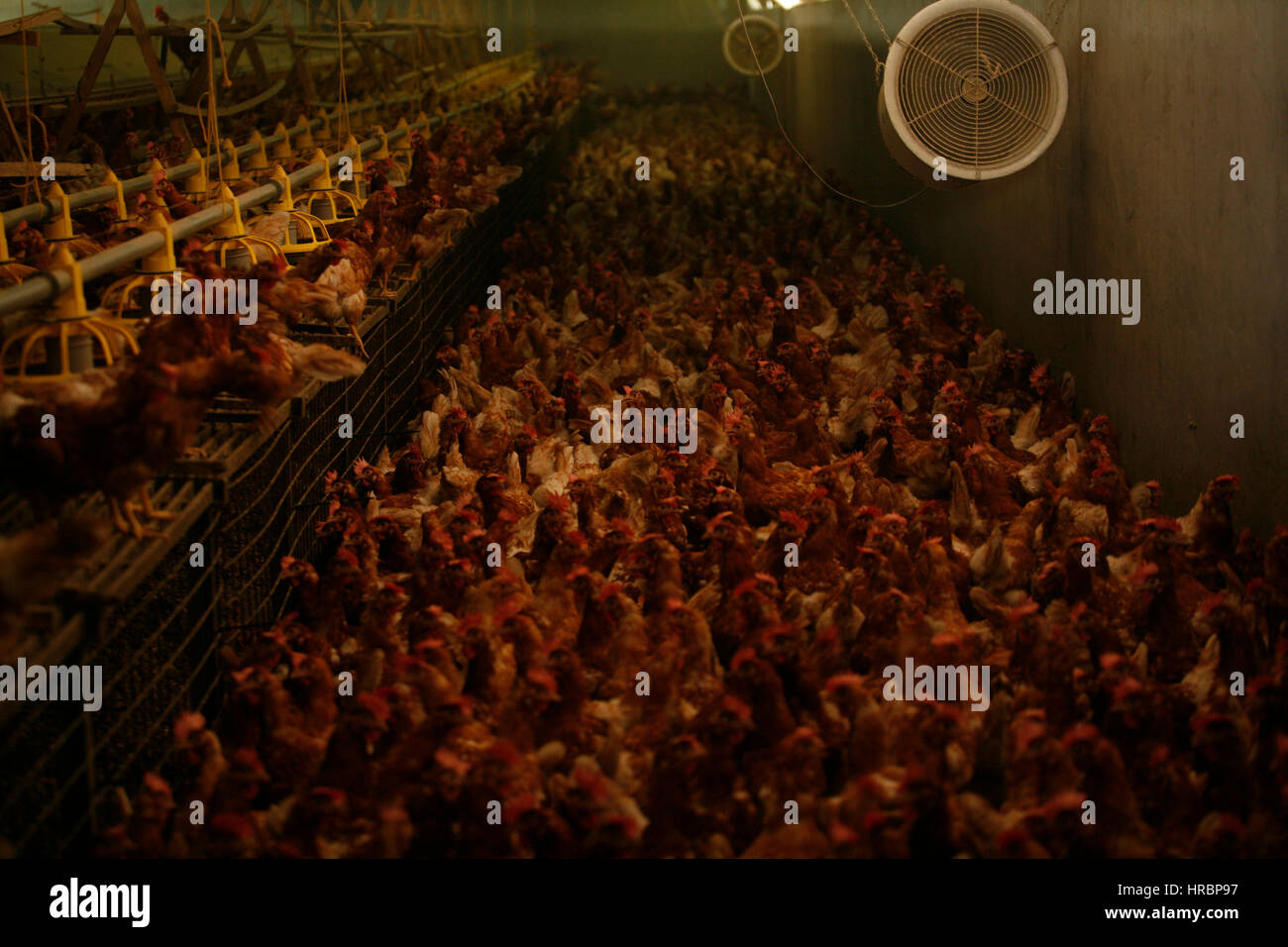 chicken are kept for egg production Stock Photo Alamy