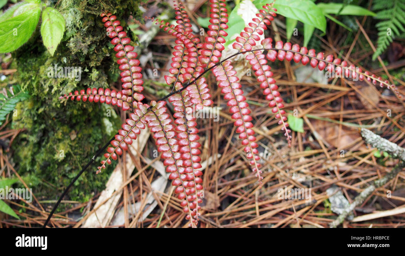 A beautiful flower growing in the dominican republik Stock Photo