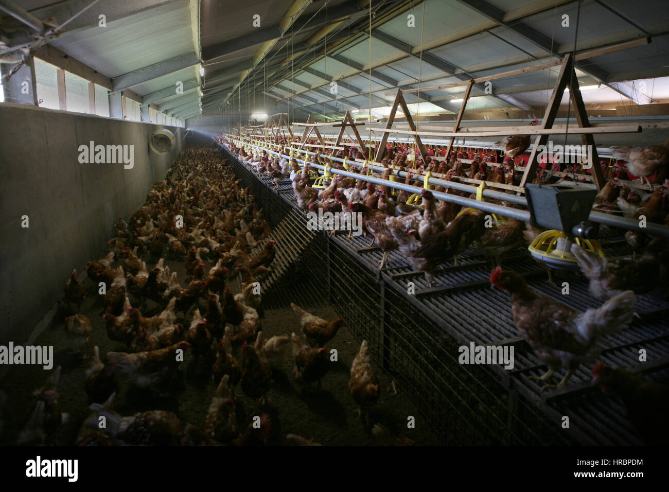 chicken are kept for egg production Stock Photo Alamy