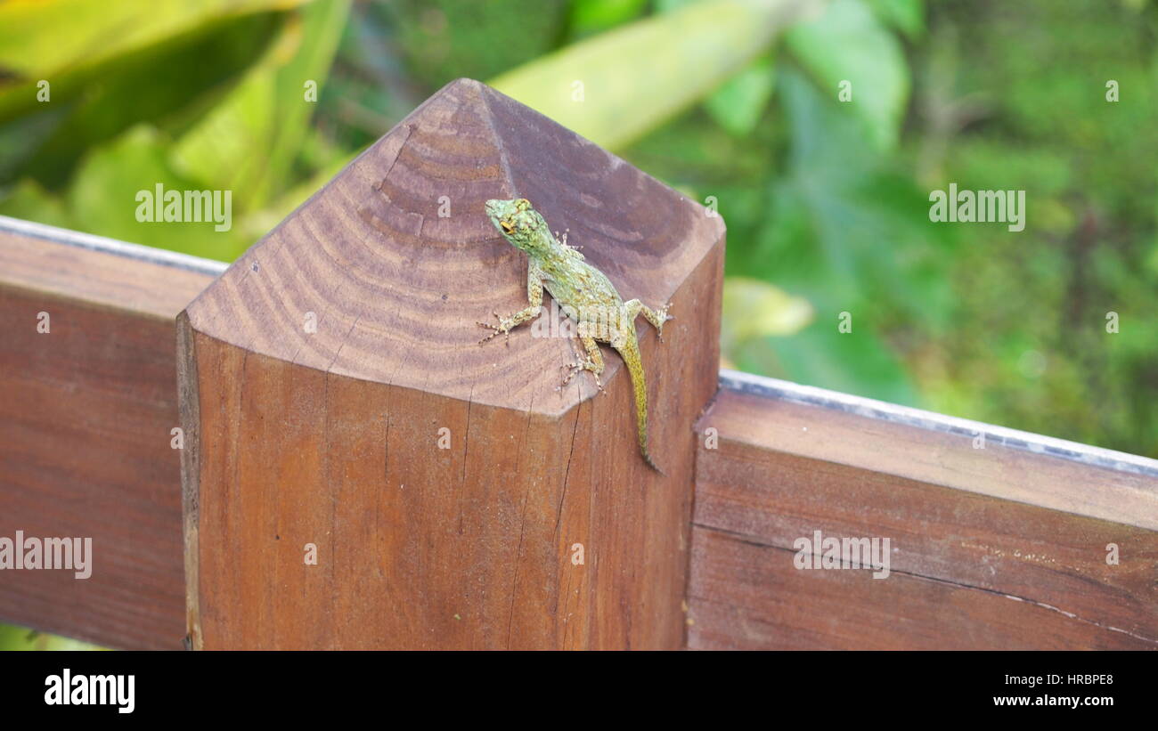 gecko on a fence Stock Photo
