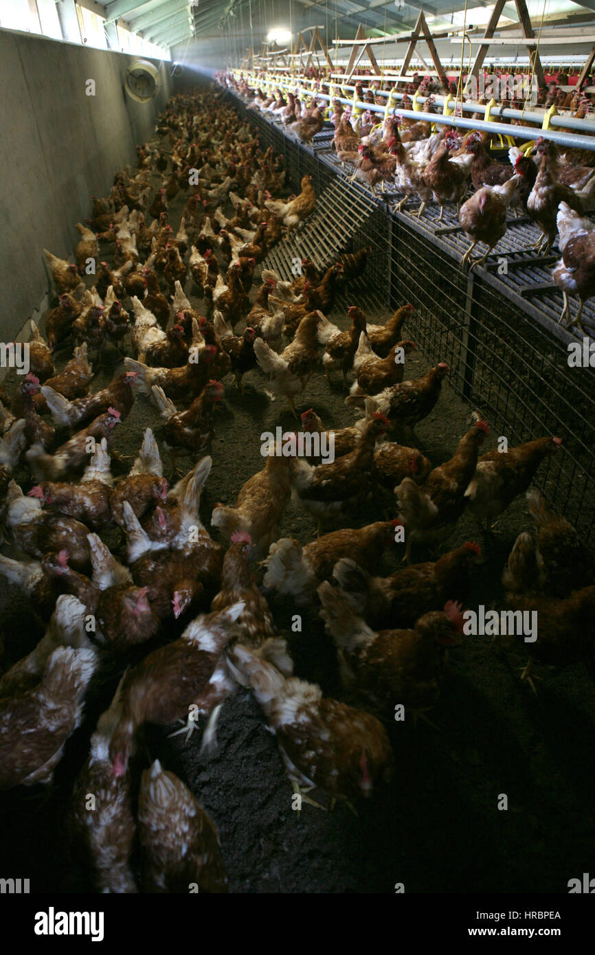 chicken are kept for egg production Stock Photo Alamy
