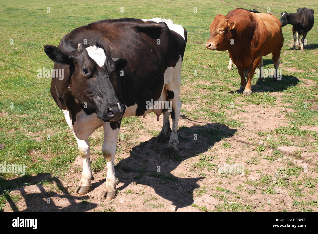 Two Holstein Friesian cows and one South Devon cow in a field, Herefordshire, England, UK Stock