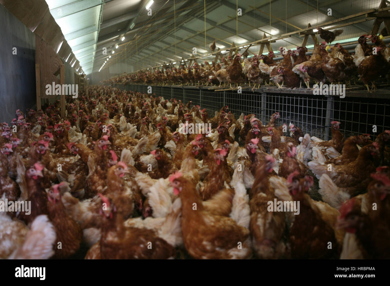 chicken are kept for egg production Stock Photo Alamy
