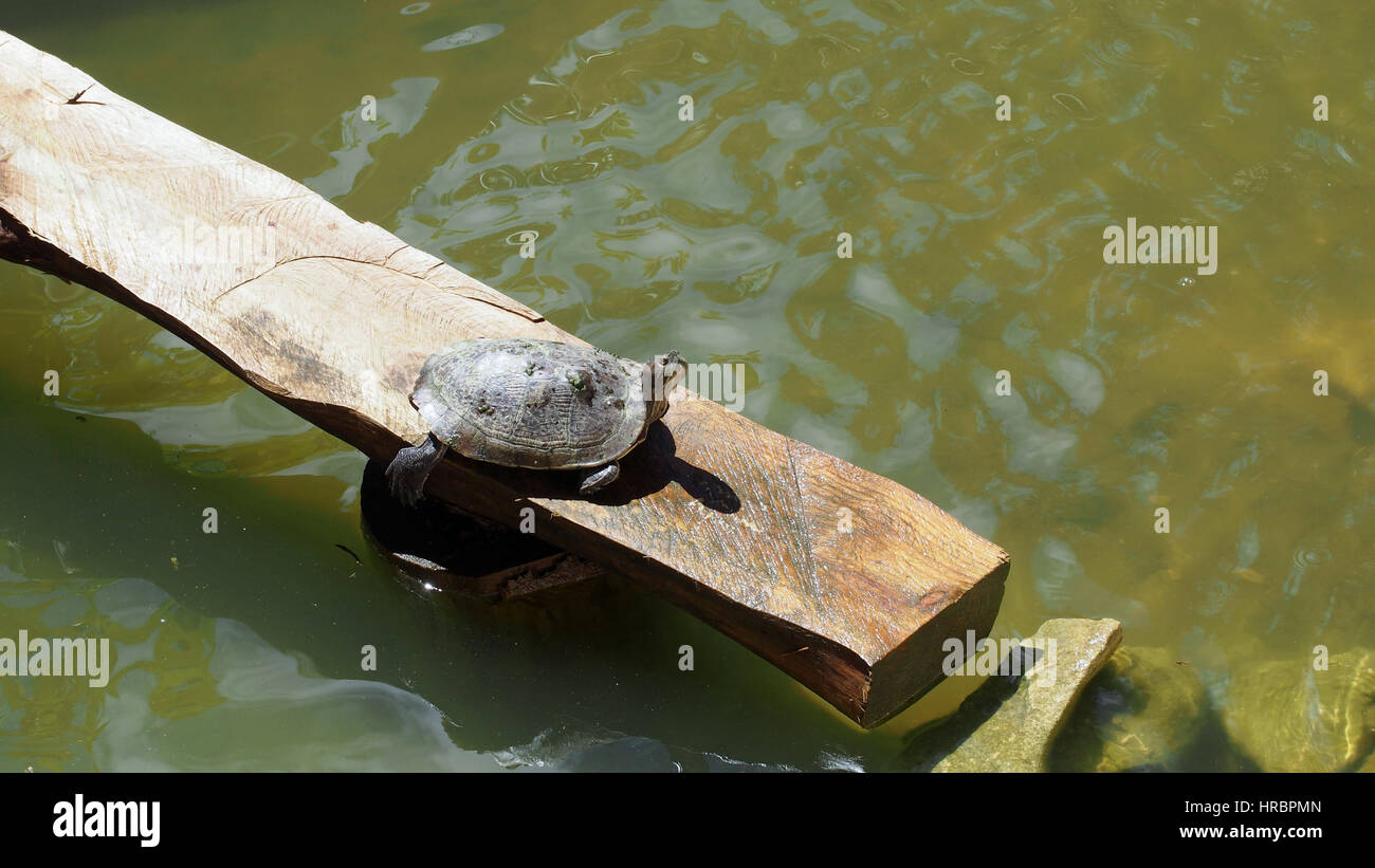sunny turtle on wood Stock Photo