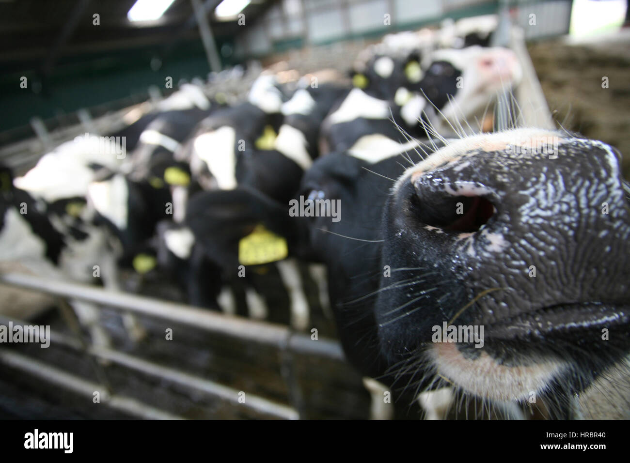 dairy farm in the netherlands Stock Photo Alamy