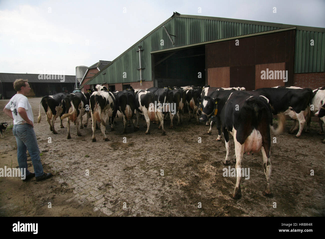 dairy farm in the netherlands Stock Photo Alamy