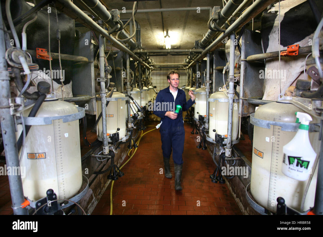 dairy farm in the netherlands Stock Photo Alamy